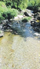Ribnica