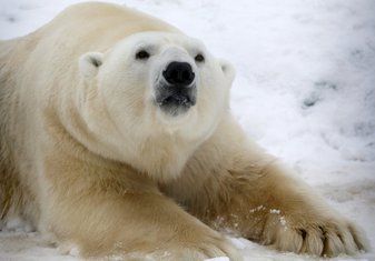 Polarni medvjed