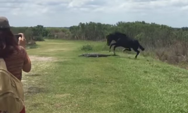 konj aligator