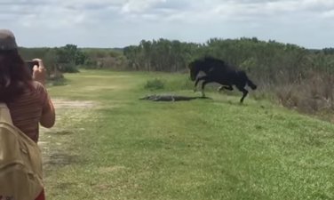 konj aligator