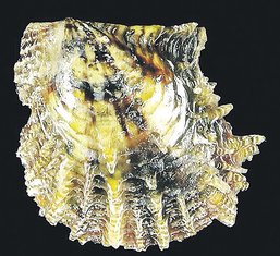 školjka
