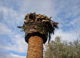 palme surlaši