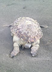 kornjača, Velika plaža