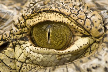krokodil