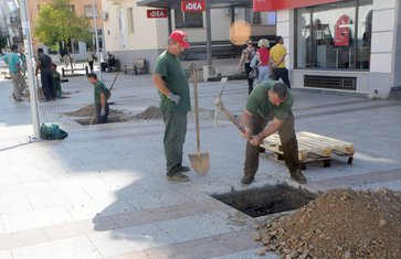 Hercegovačka, drvored
