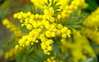 mimoza