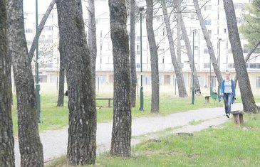 Tološka šuma