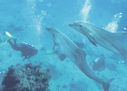 Delfini