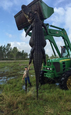 aligator Florida