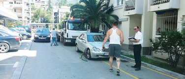 pauk, Tivat