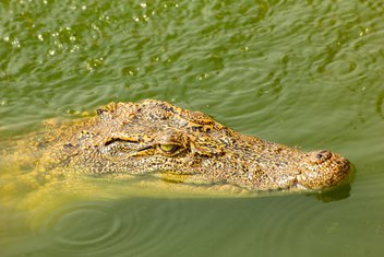 krokodil