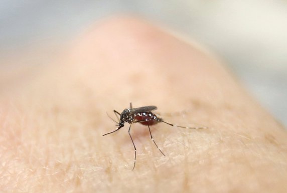 Zika virus