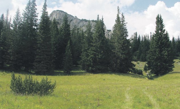 šuma