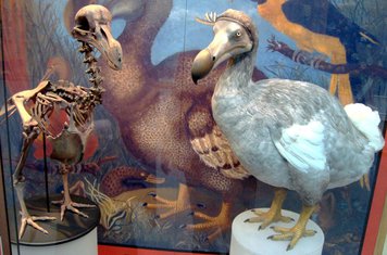 ptica dodo
