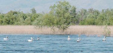 Skadarsko jezero pelikani