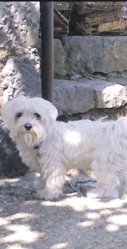Petar Antović