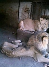ZOO vrt Jemen