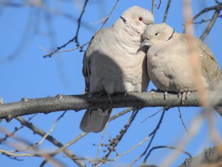ljubav, ptice