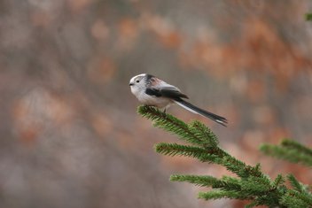 Dugorepa sjenica