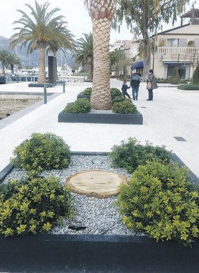 Tivat palme