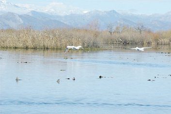Skadarsko jezero
