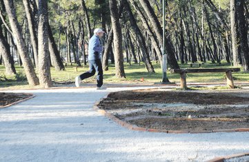 Tološka šuma