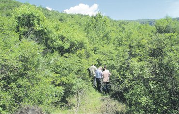 vinograd (novina)