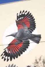 Mural, KIC