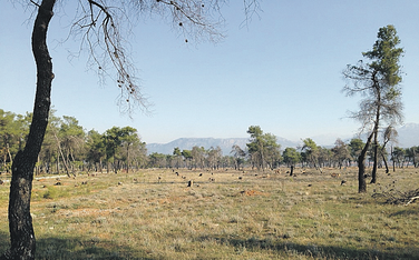 Ćemovsko polje