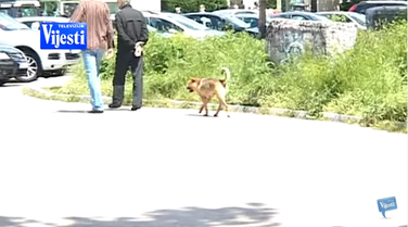 Azil za pse, Nikšić