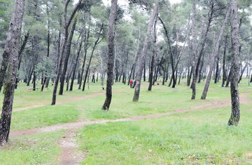 Tološka šuma
