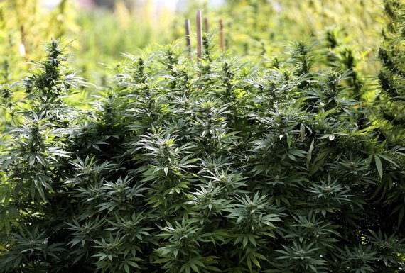 marihuana