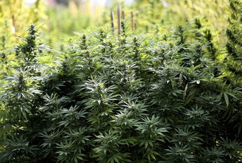 marihuana