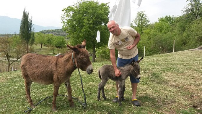 Darko Saveljić i farma magaraca