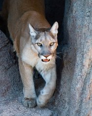 Istočna puma