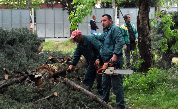 Sječa drveća, Ulica Vasa Raičkovića