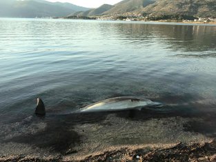 uginuli delfin, Tivat