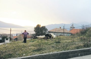Tivat