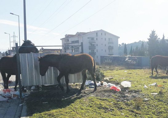 Konji, Sutomore (Novina)