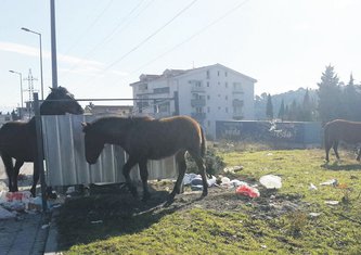 Konji, Sutomore (Novina)