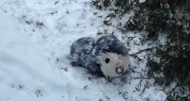panda Bao Bao