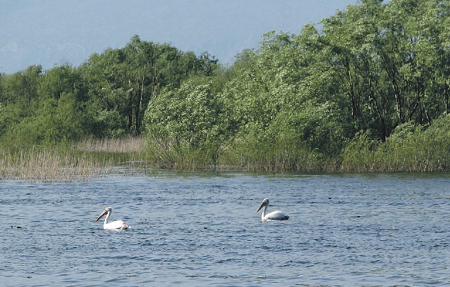 Skadarsko jezero