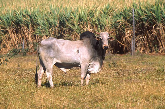 Zebu, govedo