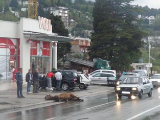 konj Sutomore