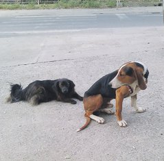 Gumuš i Zlajo