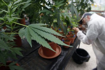 marihuana