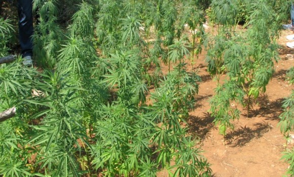 Marihuana, zasadi