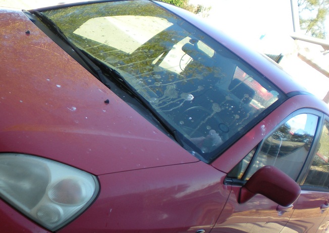 automobil, ptičiji izmet