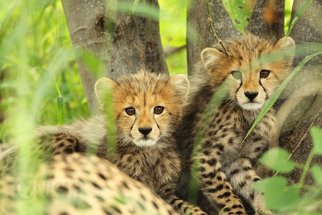 gepard