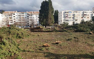 Zasadiće nove čemprese